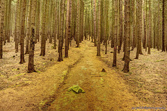 Wood Path