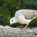 Day 6, White-tipped Dove / Leptotila verreauxi