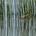 Reeds and reflections
