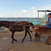 horse drawn-cart in Pinar del Rio/Cuba