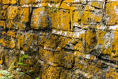 Lichen on wall - detail