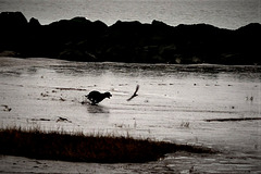 Dog chasing seagulls!