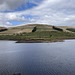 Woodhead Reservoir Gull colony approximately 800