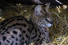 C'est-y pas mignon un serval ?