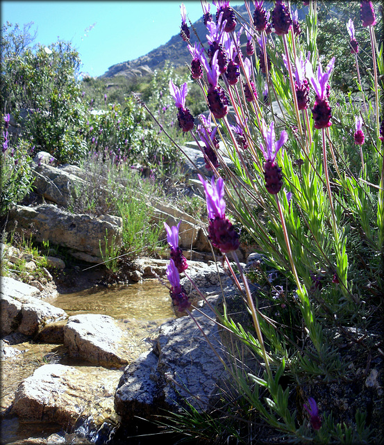 Lavender and mountain stream