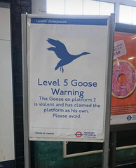 O&S (meme) - Goose alert !
