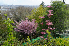 Le printemps est arrivé à Montmartre