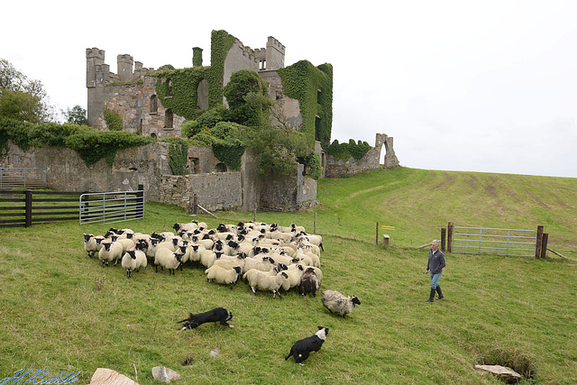 Sheep roundup at Clifden Castle