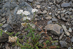 Achillea millefolium, Canada L1010133