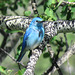 Mountain Bluebird male / Sialia currucoides