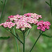 Pink Yarrow / Achillea millefolium