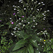 20111003-8585 Adelocaryum lambertianum (C.B.Clarke) R.R.Mill
