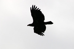 Silhouette of a Bald Eagle