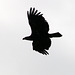 Silhouette of a Bald Eagle