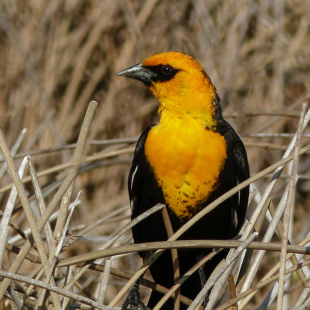 Yellow-headed Blackbird male
