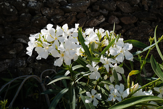 Nerium oleander, Apocynaceae