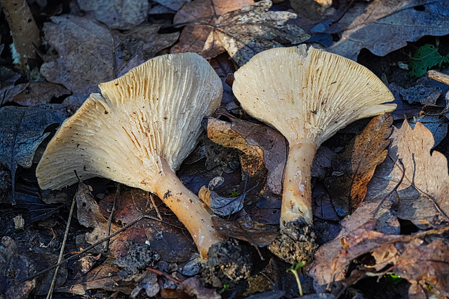 Eispilze - Ice mushrooms