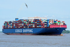 Containerschiff "CAPRICORN" (2xPiP)