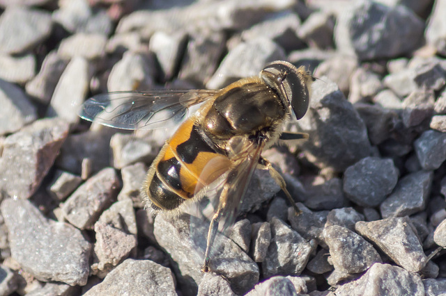 Pathside Hoverfly