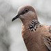 Eastern Spotted Dove