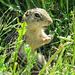 Rare Thirteen-lined Groundsquirrel / Ictidomys tridecemlineatus