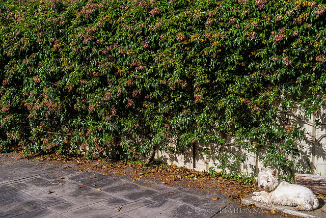 Hidden and well guarded fence