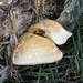 Fungus on a fallen log