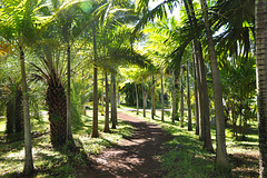 Le Parc des Palmiers