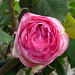 Rose de Ronsard pour tous ************