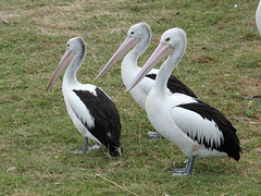 Pélicans à lunette, originaires d'Australie - Parc des Oiseaux, Villars-les-Dombes (Ain, France)