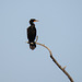 Double-crested Cormorant, way down the river