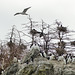 Day 11, Double-crested Cormorants nesting
