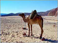 Sharm el Sheikh : Ras Mohammed - Questo è l'animale che vive in questi luoghi : Il dromedario