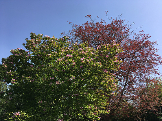 Magnolia et hêtre pourpre
