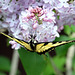 Tiger swallowtail has lunch
