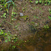 grenouilles vertes - les étangs de la Dombes