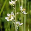 Little green hearts of White Camas