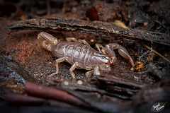 Pictures for Pam, Day 154: Young Northwest Forest Scorpion