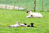 Ewe Needing A Rest.