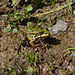 grenouille verte - les étangs de la Dombes