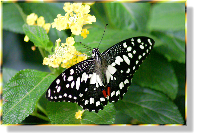 Citrus Swallowtail (Papilio demodocus)  ©UdoSm