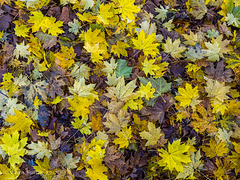 Autumn Carpet