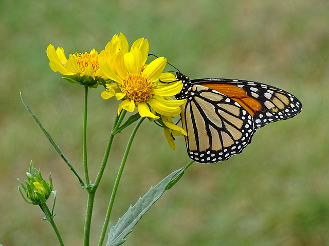 A Surprise Visitor ! ~ Monarch (Danaus plexippus)(f)