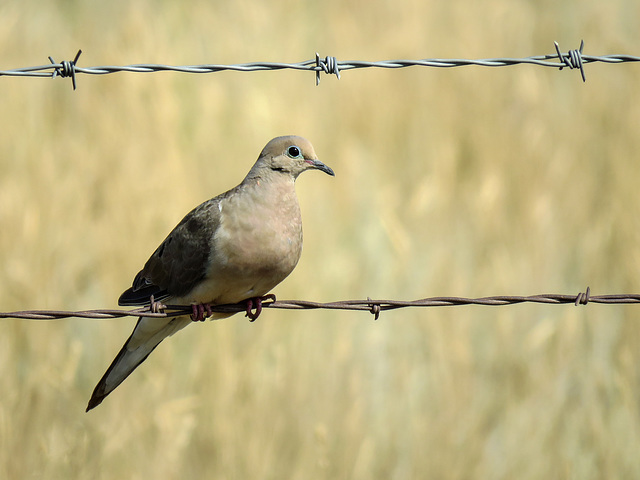 Mourning Dove - love the blue eye-ring