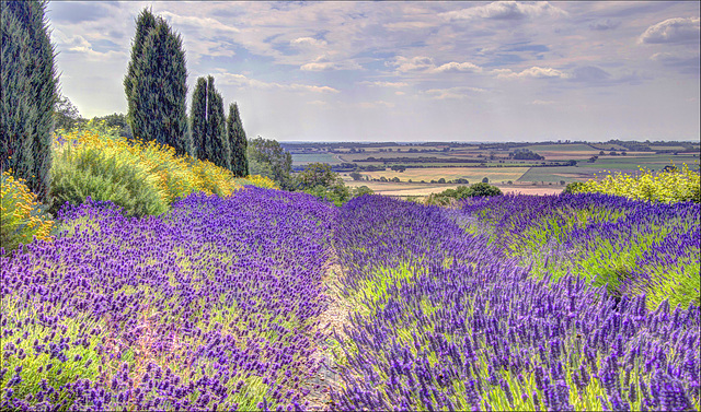 Lavender Field's
