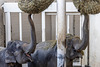 Elefantentankung ++ elephants refueling