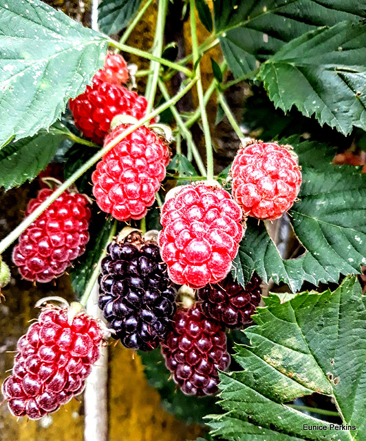 Ripening Blackberries