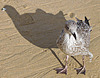 Gull and shadow