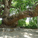 Greece - Tsgarada, plane tree