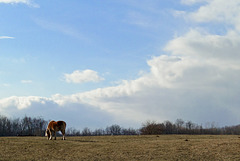 A Horse in a Field